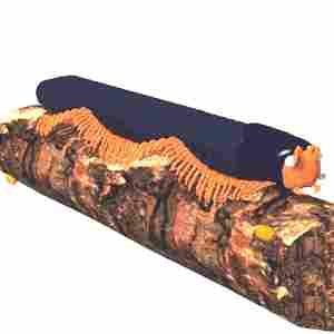 ANIMAL ANTICS: Vernon the Millipede